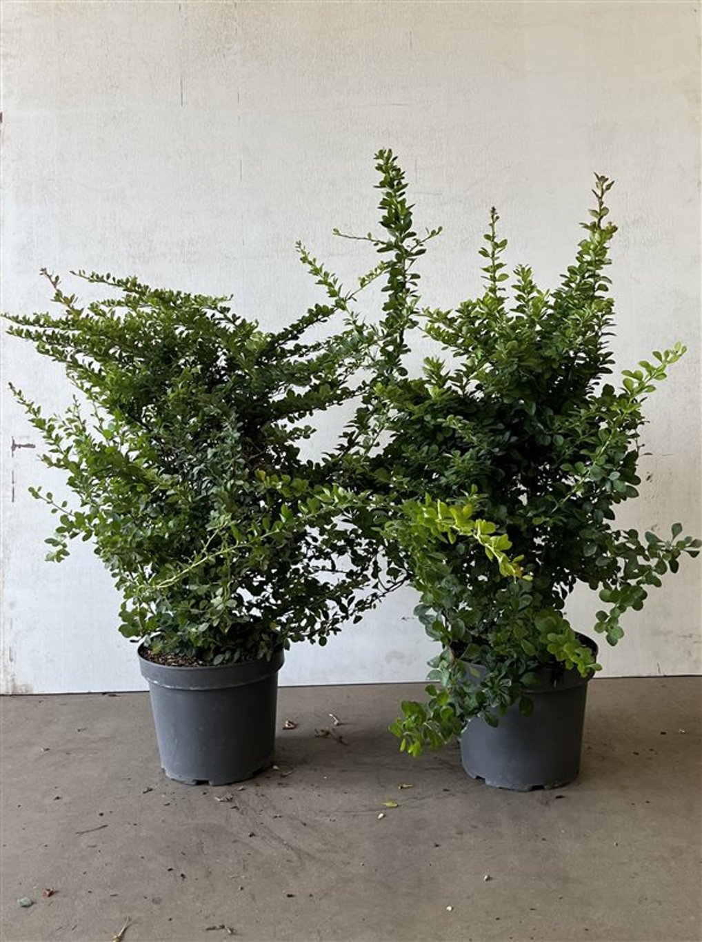 Berberis thunbergii - C7.5 40-60 CM